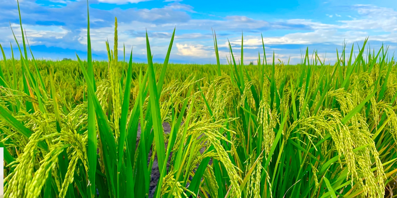 PM Dhan-Dhanya Krishi Yojana